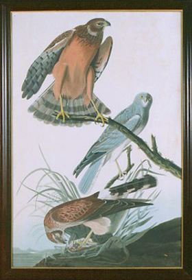 Marsh Hawk