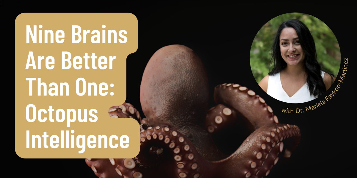 image of "Nine Brains Are Better Than One: Octopus Intelligence"